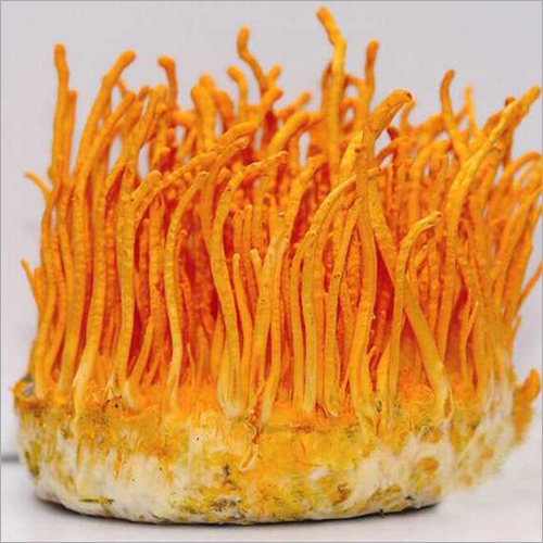 Pure Herbal Cordyceps Militaris