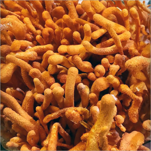 Dry Cordy Militaris Dry Cordy Militaris