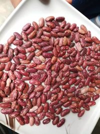 Speckled Kidney Bean - Kidney-shaped, 5-8 Mm, Reddish-brown | High Protein Content, Diabetic-friendly, Ideal For Dal And Soups