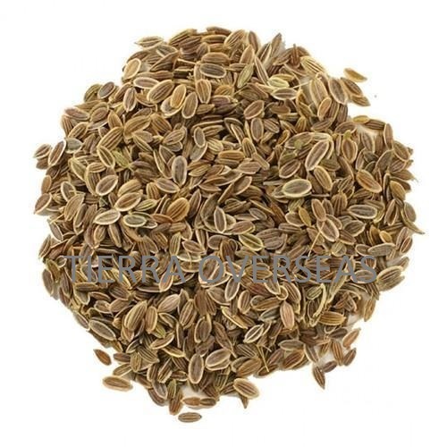 Ayurvedic Product Dill Seed Oil