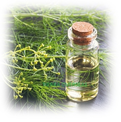 Fennel Seed Oil Ingredients: Herbal Extract
