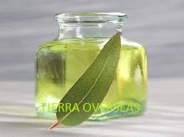 Eucalyptus Oil Ingredients: Herbal Extract