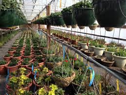 Nursery Flower Plants