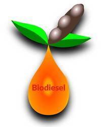 Biodiesel From Oil