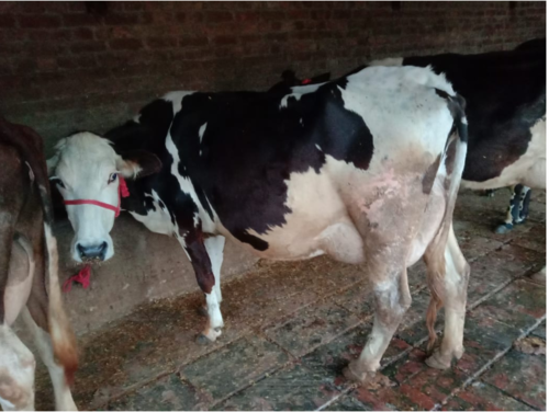 High Yield HF Cow High Yield HF Cow