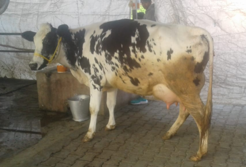 HF Cow with Calf