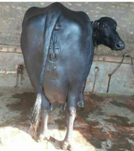 High Yield Murrah Buffalo High Yield Murrah Buffalo