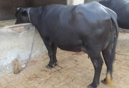 Pregnant Murrah Buffalo