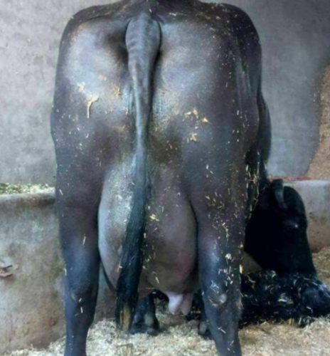 Indian Murrah Buffalo