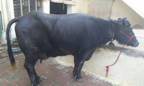 High Yield Indian Murrah Buffalo High Yield Indian Murrah Buffalo