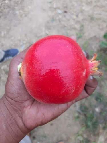 Pomegranate