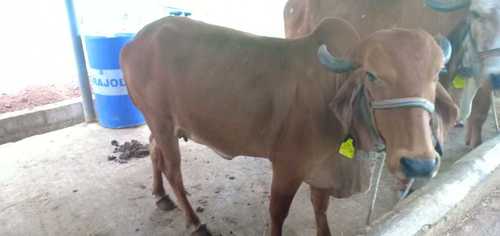 Gir Cow For Sale in Pondicherry Gir Cow For Sale in Pondicherry