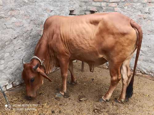 Gir Cow For Sale in Pondicherry