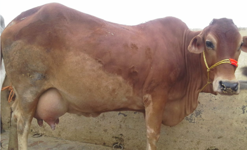 High Yield Sahiwal Cow High Yield Sahiwal Cow