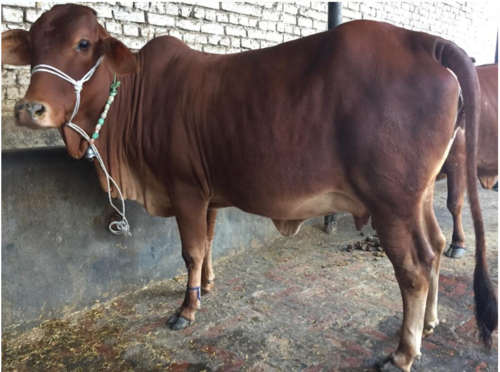 Pure Sahiwal Cow Pure Sahiwal Cow