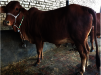pure sahiwal cow supplier exporter wholesale dealer for sale bulk trader from karnal india pure sahiwal cow supplier exporter