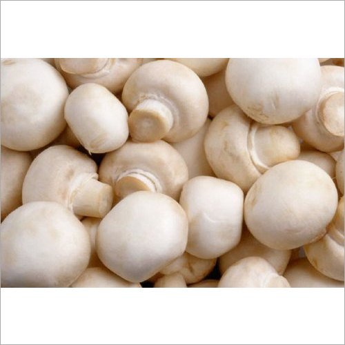 White Bottom Mushroom
