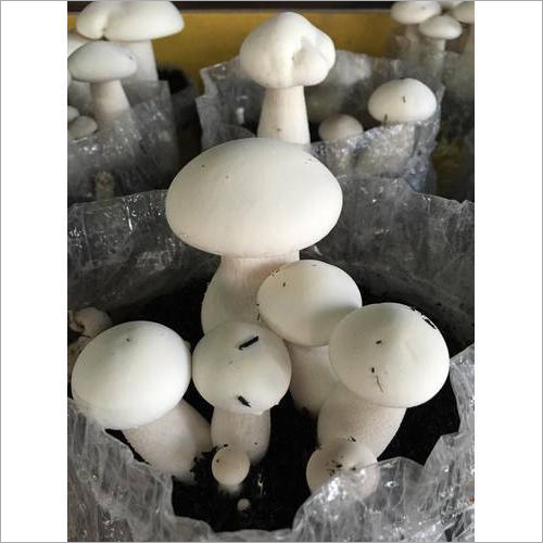 Fresh Milky Mushroom