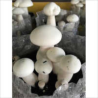 Fresh Milky Mushroom - High Grade Fresh Produce, Bright White Color, Nutritious And Delicious With Excellent Shelf Life