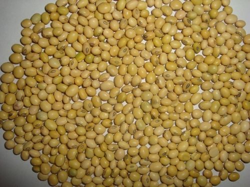 Soya bean seed