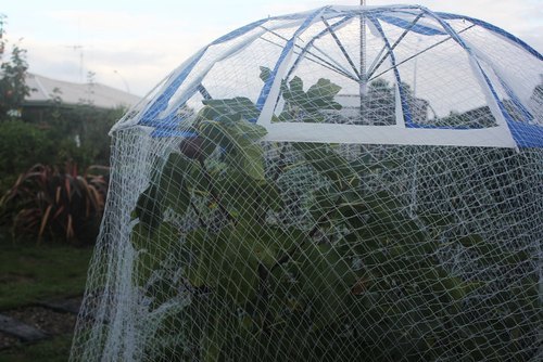 Star Nettings Anti Hail Net For Apple Trees