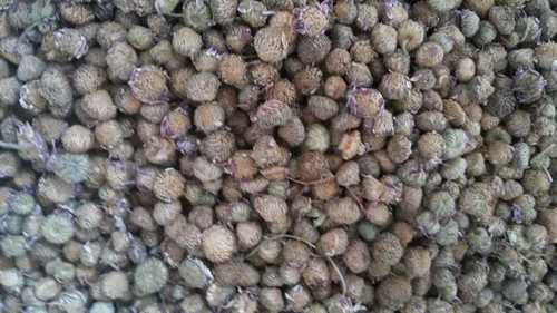 Akarkara Seed