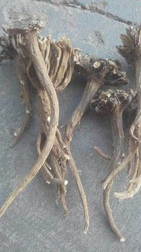 Akarkara Root - Bud Material | Sourced From Reliable Herb Collectors With Quality Packaging