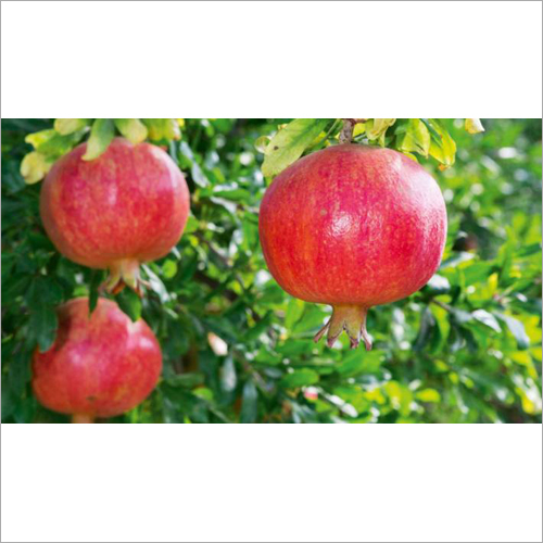 Red Fresh Pomegranate