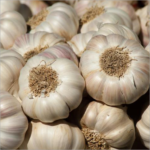 Fresh White Garlic Moisture (%): 20%