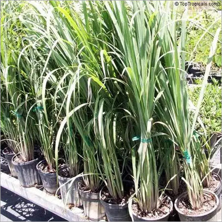 Lemongrass Plant - Green Leaves, 1 Meter Stem Length | Shelf Life of 3 Years, Standardized Raw Herb, Sourced from Reliable Suppliers