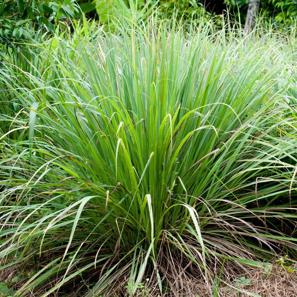 Lemongrass Plant