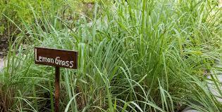 Lemongrass Plant