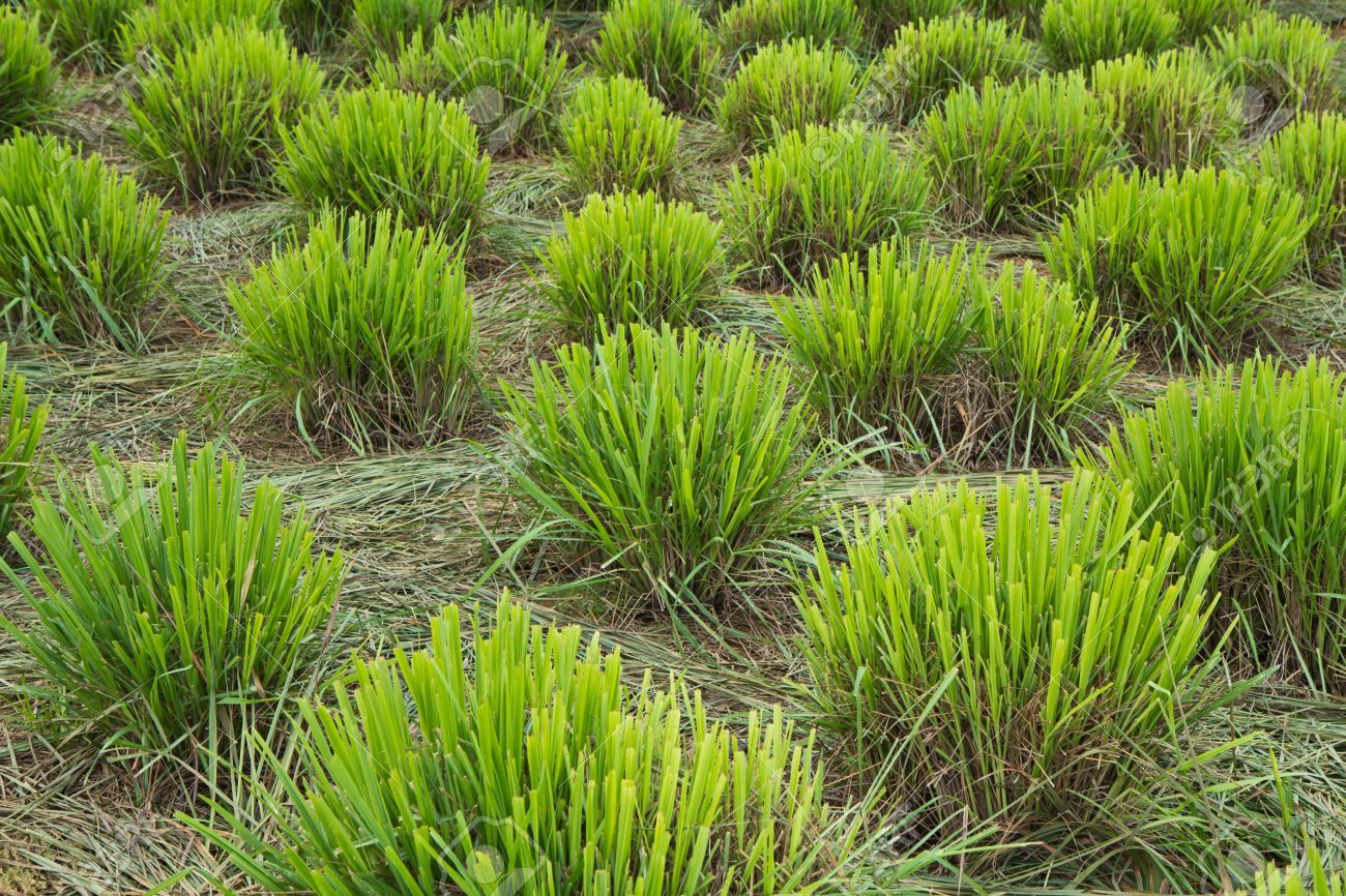Lemongrass Plant
