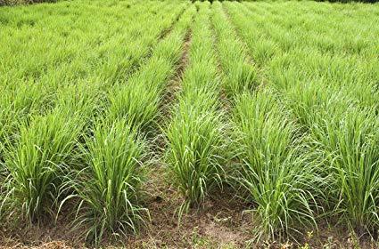 Lemongrass Plant