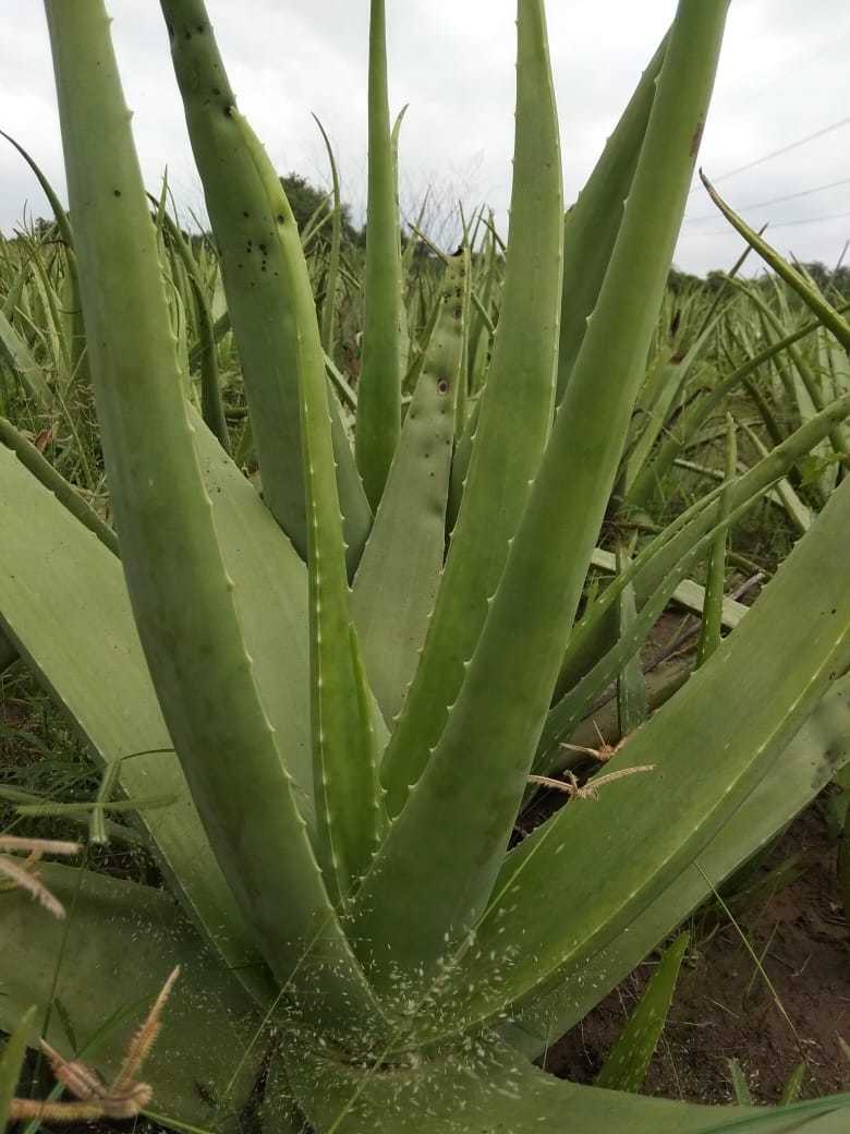 Aloe Vera Leaf