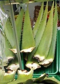 Aloe Vera Seeds