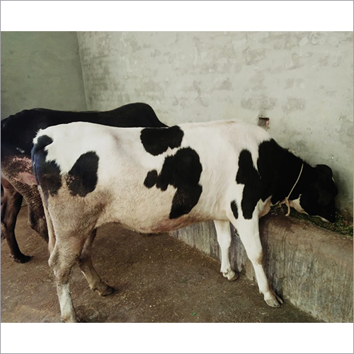 Dairy Milk Cow Dairy Milk Cow