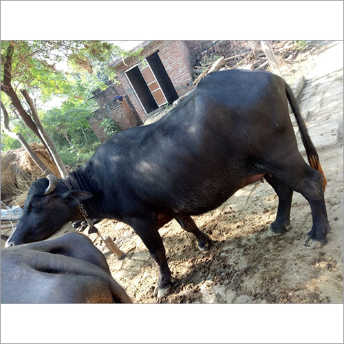 Black Dairy Buffalo Black Dairy Buffalo