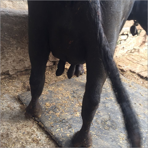 Dairy Mehsana Buffalo Dairy Mehsana Buffalo