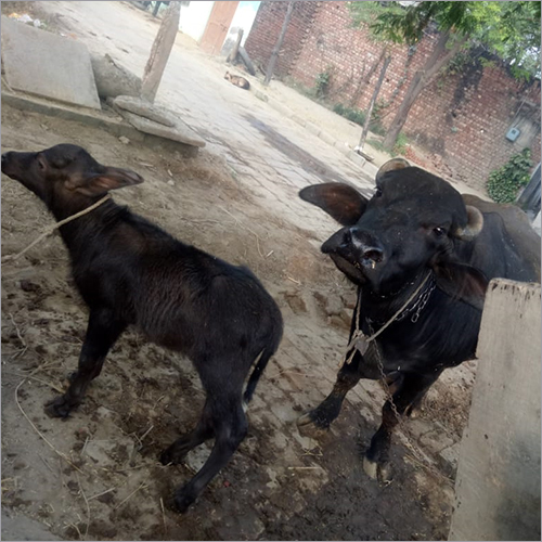 Pure Breed Murrah Buffalo