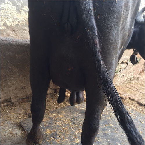 Nili Ravi Dairy Buffalo Nili Ravi Dairy Buffalo