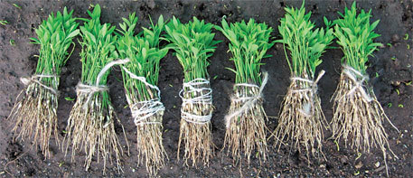 White Sandalwood Plant - Green 5 Feet Stem | Breed: Sandalwood, Standardized Raw Herb, High-Quality Packing