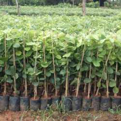 Red Sandalwood - Raw Herb Standardized Herb | Green Stem, Size 2, Breed: Red Sandalwood Plant