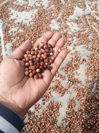 White Sandalwood Seed