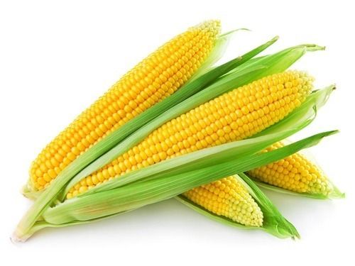 Organic Yellow Maize