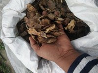 Redsandalwood Red Sandalwood Sees