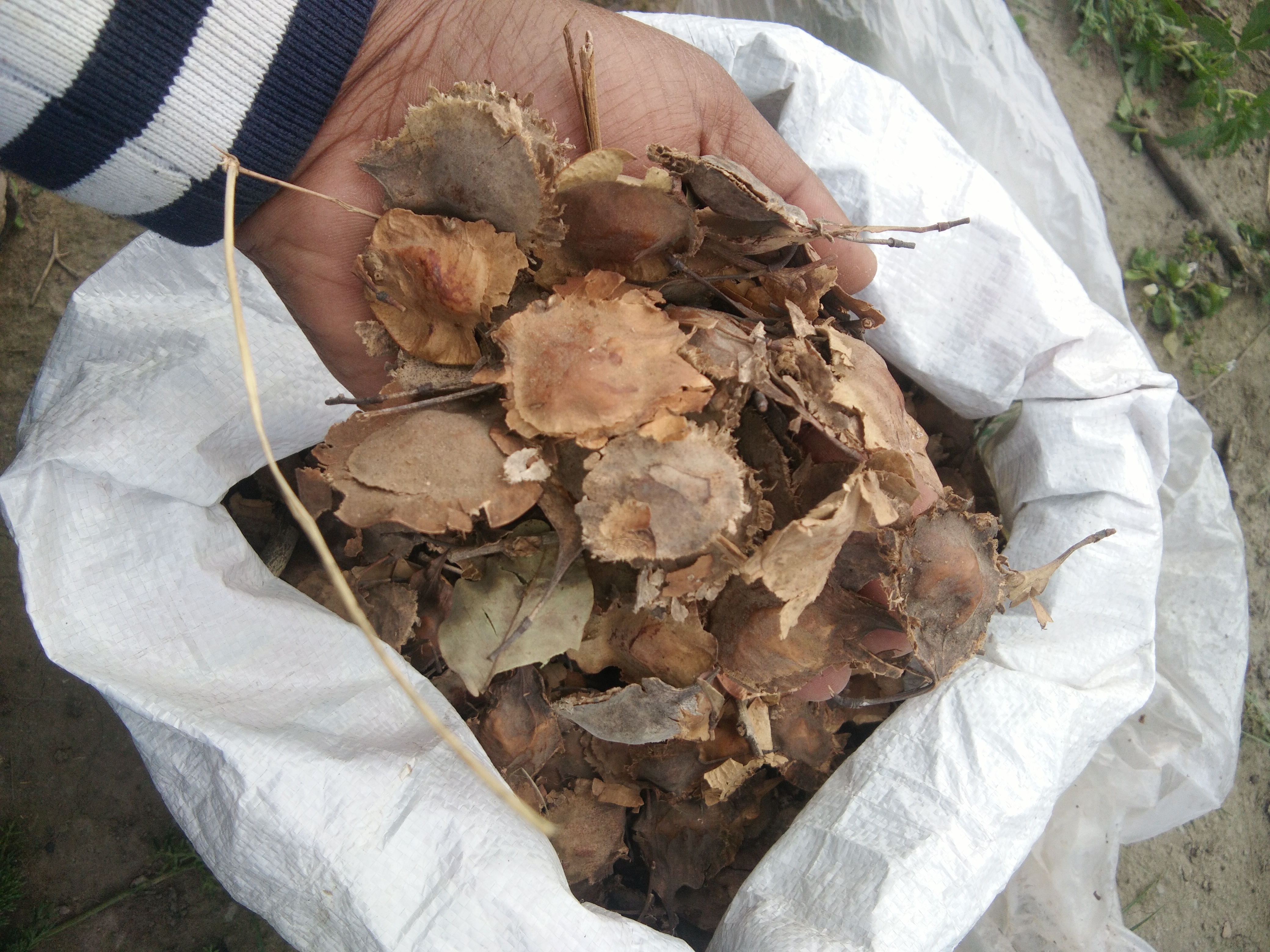 Red Sandalwood Sees