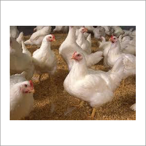 White Broiler Chicken