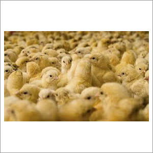 Cobb Broiler Chicks