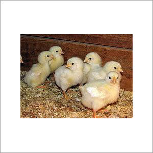 Old Cobb Broiler Chicks